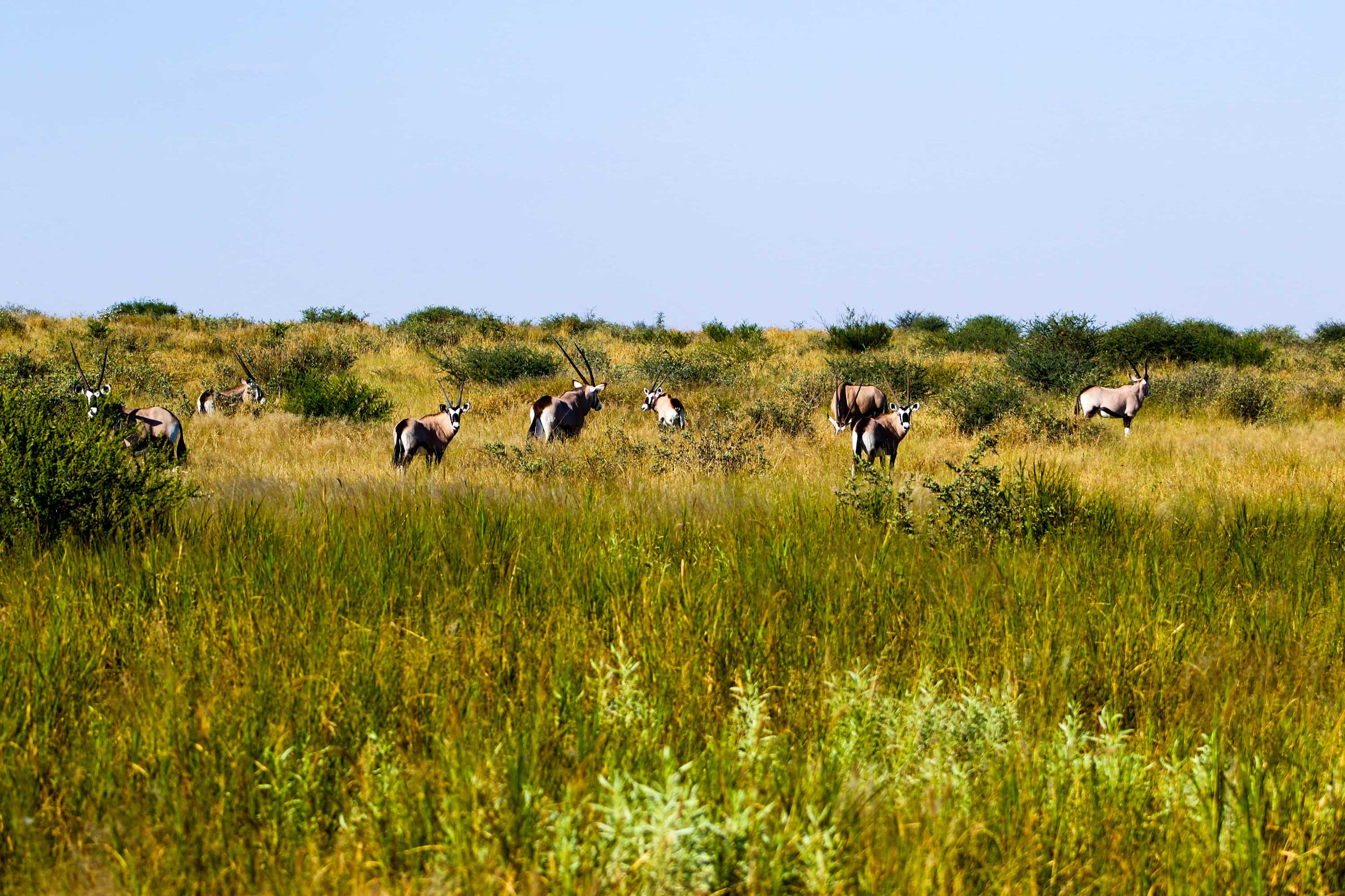 Central Kalahari Game Reserve Botswana Tourism Organisation