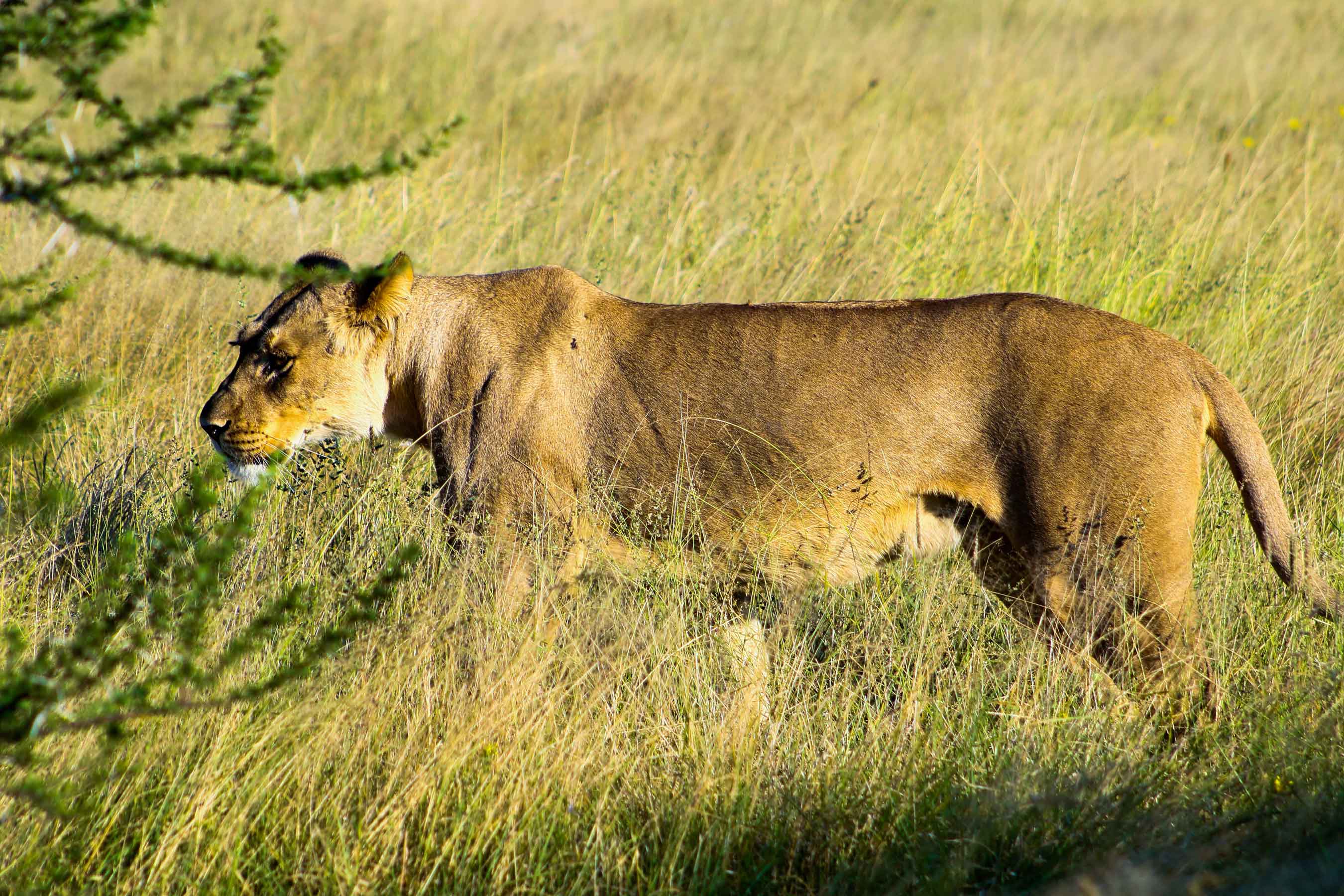 Central Kalahari Game Reserve | Botswana Tourism Organisation