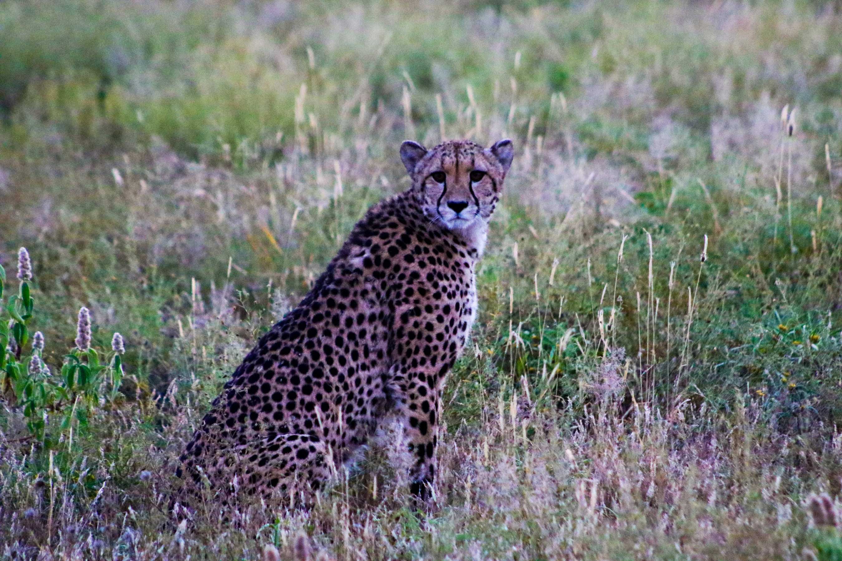 Central Kalahari Game Reserve | Botswana Tourism Organisation