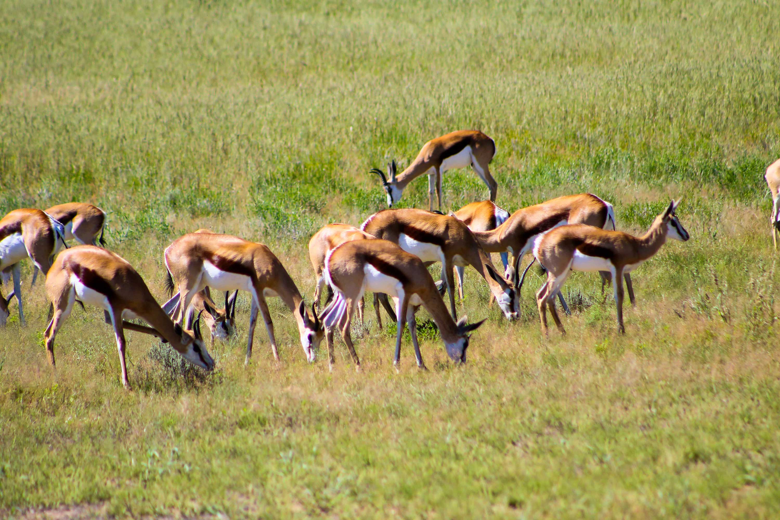 Kgalagadi Transfrontier Park | Botswana Tourism Organisation