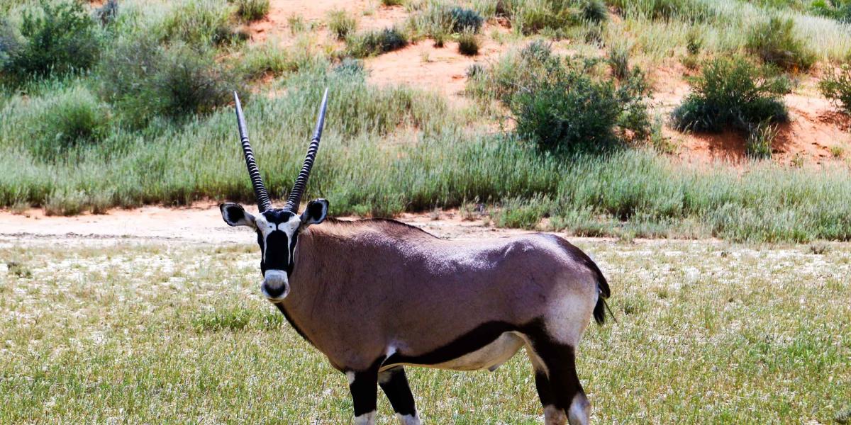 Kgalagadi Transfrontier Park | Botswana Tourism Organisation