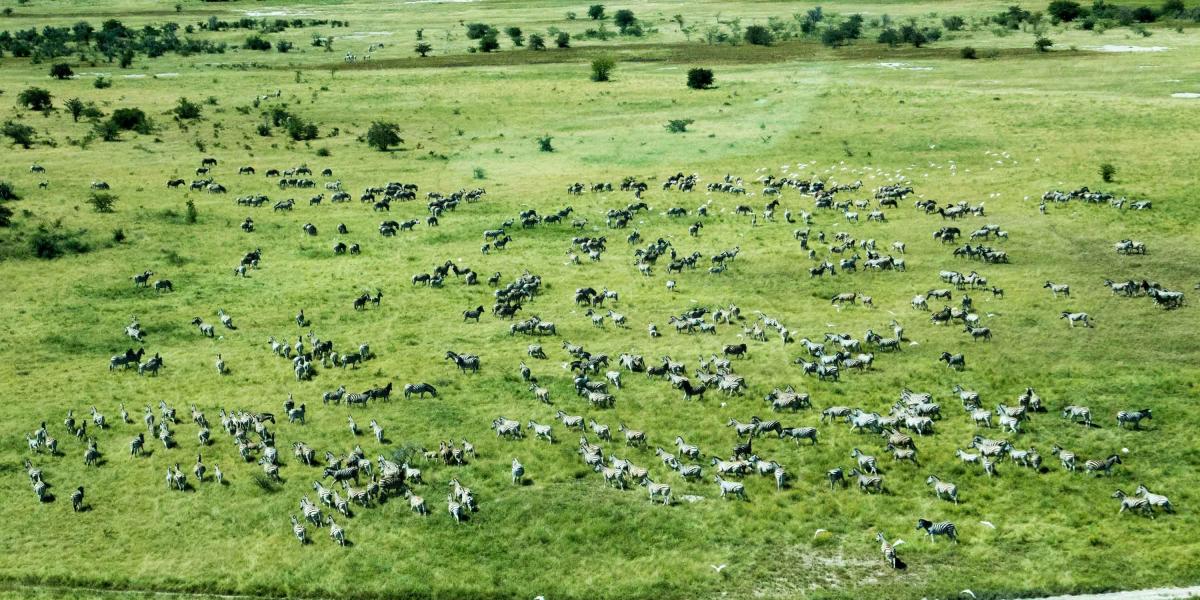 Makgadikgadi Pans Game Reserve 